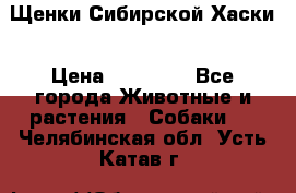 Щенки Сибирской Хаски › Цена ­ 20 000 - Все города Животные и растения » Собаки   . Челябинская обл.,Усть-Катав г.